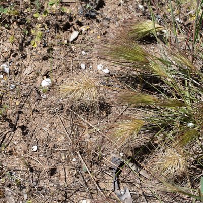 Aristida behriana, photographed by Kym Nicolson