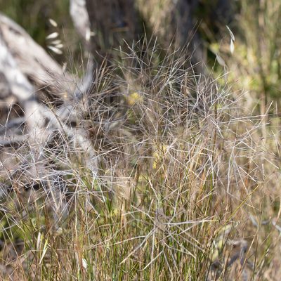 Austrostipa elegantissima, photographed by Kym Nicolson