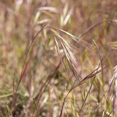 Bromus madritensis, photographed by Kym Nicolson
