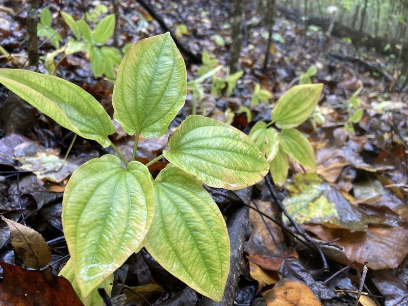 Croomia pauciflora, photographed by Hill Craddock