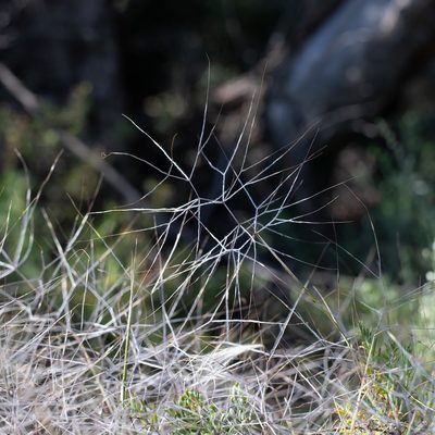Austrostipa elegantissima, photographed by Kym Nicolson