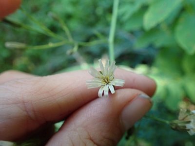Hieracium albiflorum, photographed by Ellyne Geurts