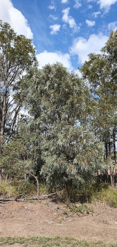 Acacia harpophylla, photographed by Bethlea Bell