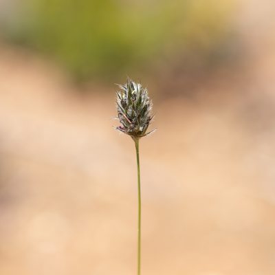 Neurachne alopecuroidea, photographed by Kym Nicolson