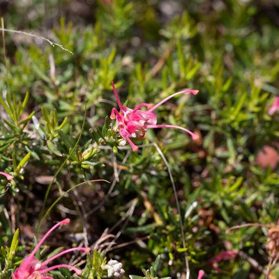 Grevillea lavandulacea, photographed by Kym Nicolson