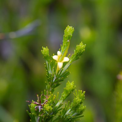 Adenanthos terminalis, photographed by Kym Nicolson