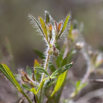 Xanthosia huegelii, photographed by Kym Nicolson