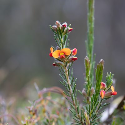 Dillwynia sericea, photographed by Kym Nicolson