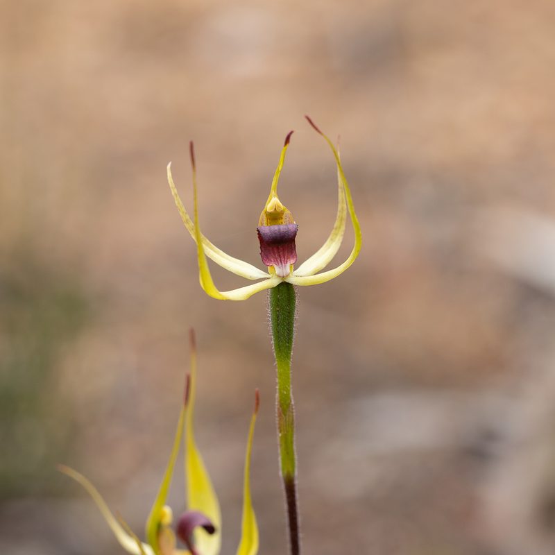 Caladenia leptochila, photographed by Kym Nicolson