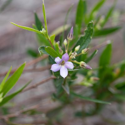 Billardiera cymosa, photographed by Kym Nicolson