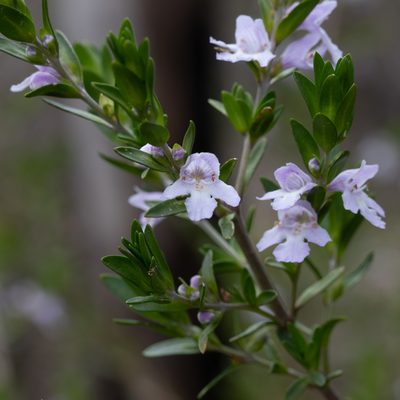 Prostanthera behriana, photographed by Kym Nicolson