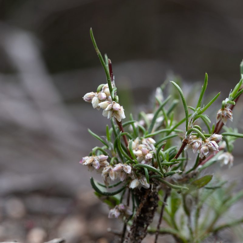 Laxmannia orientalis, photographed by Kym Nicolson