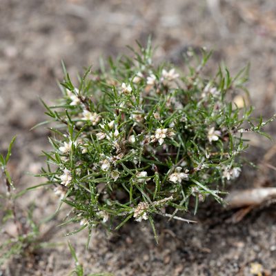 Laxmannia orientalis, photographed by Kym Nicolson