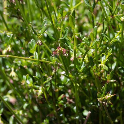Opercularia varia, photographed by Kym Nicolson