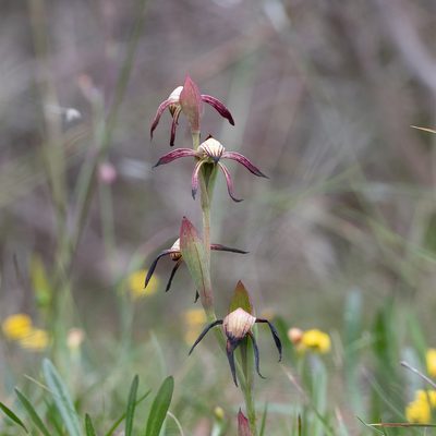 Pyrorchis nigricans, photographed by Kym Nicolson