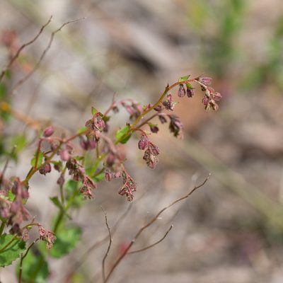 Gonocarpus tetragynus, photographed by Kym Nicolson