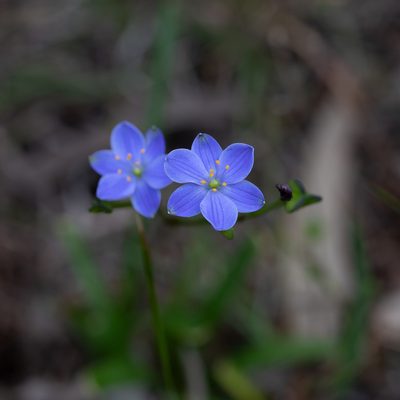Chamaescilla corymbosa, photographed by Kym Nicolson
