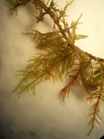 Thuidium laeviusculum, photographed by Leon Perrie