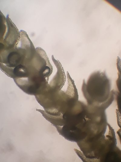 Thuidium laeviusculum, photographed by Leon Perrie