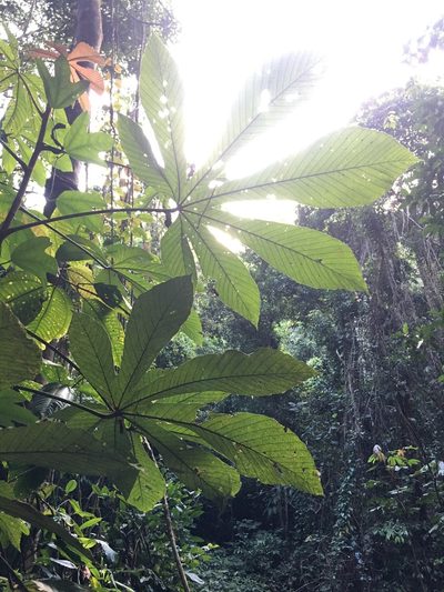 Pourouma guianensis, photographed by B. Phalan