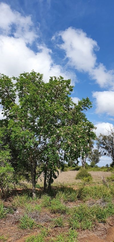 Lysiphyllum hookeri, photographed by Bethlea Bell