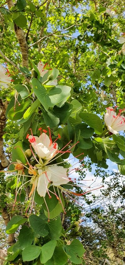 Lysiphyllum hookeri, photographed by Bethlea Bell