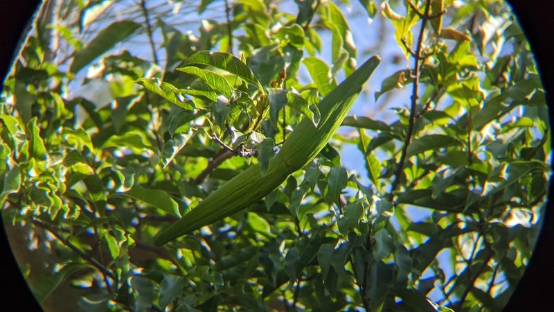 Strophanthus divaricatus, photographed by Cheng-Te Hsu