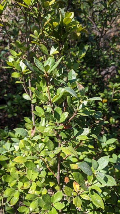 Litsea rotundifolia, photographed by Cheng-Te Hsu