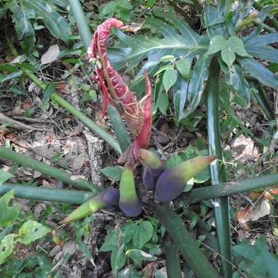 Philodendron radiatum, photographed by Matteo Cassella