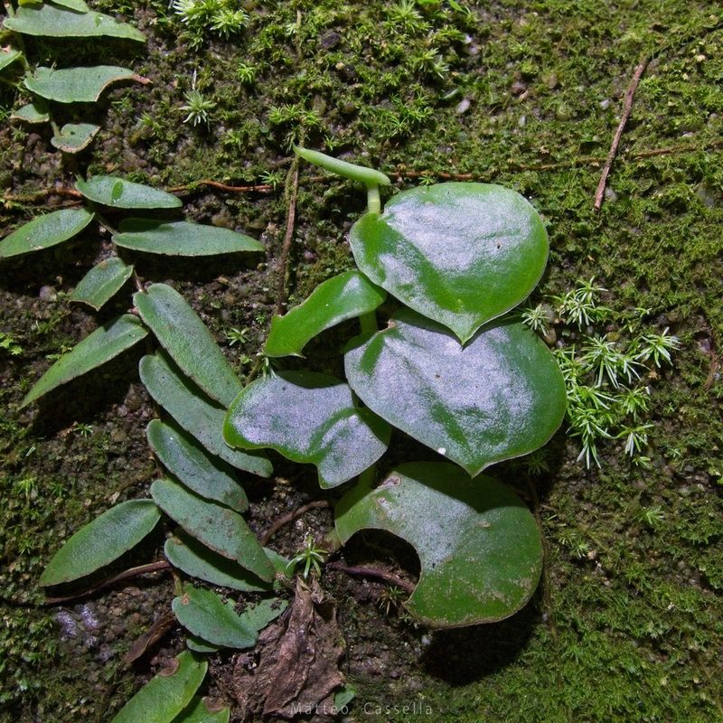 Monstera tuberculata, photographed by Matteo Cassella