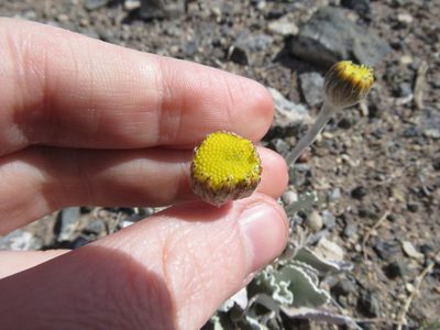 Senecio gilliesii, photographed by Nicolas Olejnik