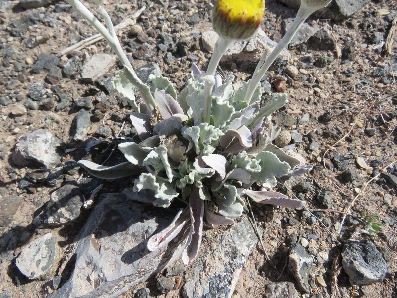 Senecio gilliesii, photographed by Nicolas Olejnik
