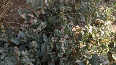 Atriplex maximowicziana, photographed by Cheng-Te Hsu