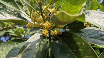 Litsea glutinosa, photographed by Cheng-Te Hsu