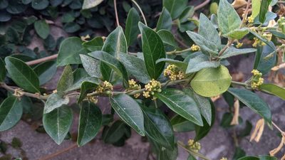 Gymnema sylvestre, photographed by Cheng-Te Hsu