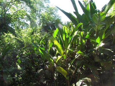 Heliconia rostrata, photographed by Matias Cabezas
