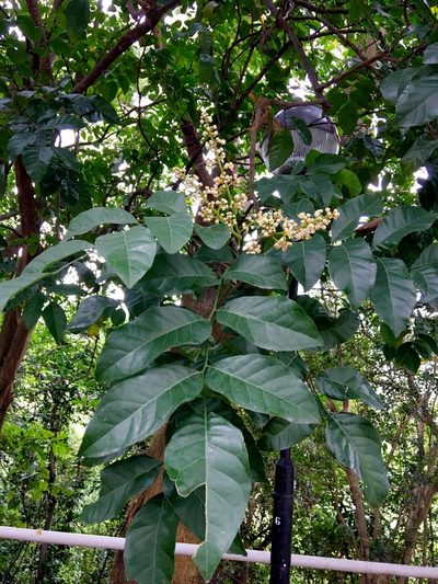 Clausena lansium, photographed by Yj