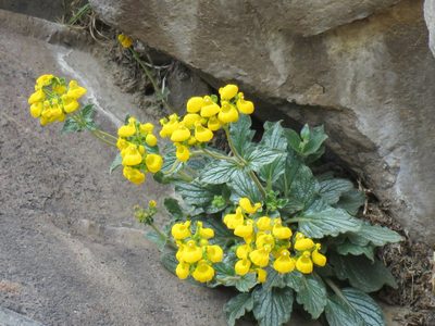 Calceolaria biflora, photographed by Nicolas Olejnik