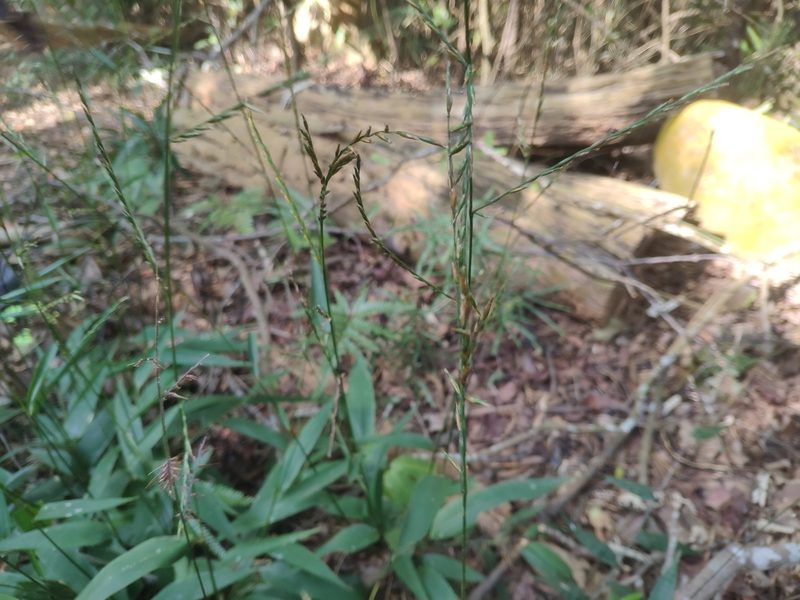 Lophatherum gracile, photographed by 四角銅鑼