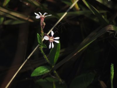 Cuphea glutinosa, photographed by Matias Cabezas