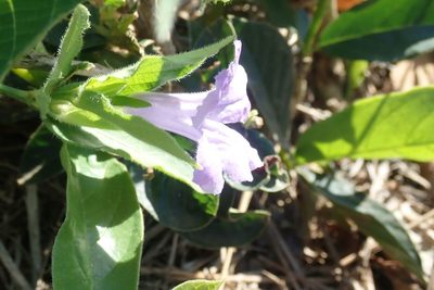 Ruellia cordata, photographed by Andrew Deacon