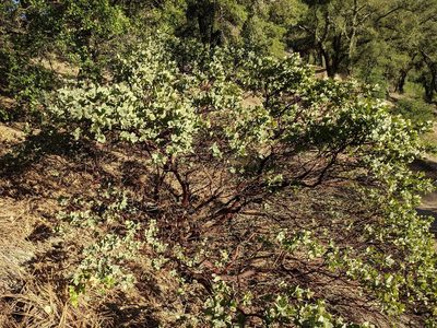 Arctostaphylos luciana, photographed by Trevor Van Loon