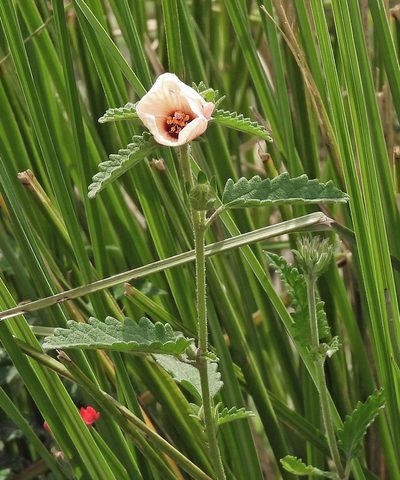 Pavonia betonicifolia, photographed by Hugo Hulsberg
