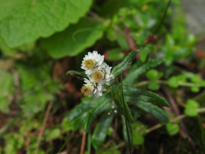 Anaphalis morrisonicola, photographed by fagushayata