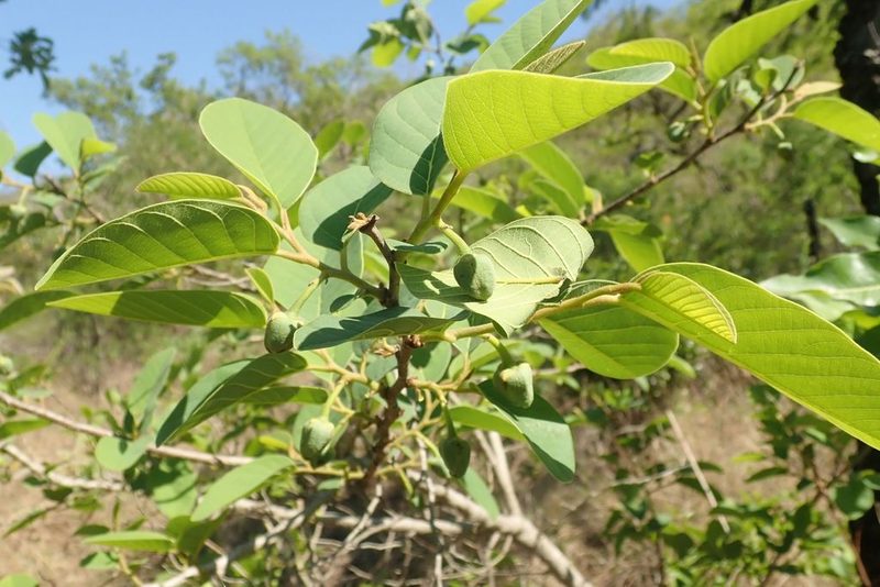 Annona senegalensis, photographed by Andrew Deacon