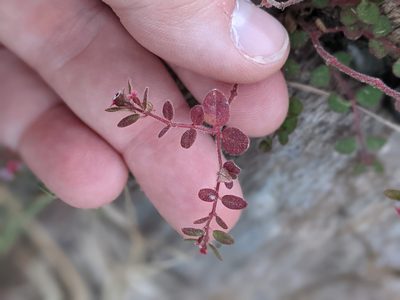 Euphorbia arizonica, photographed by Rachel Stringham