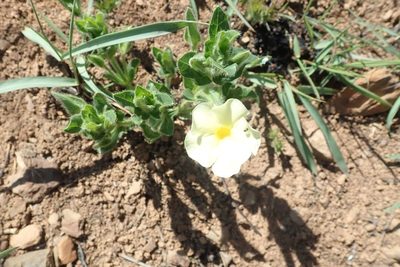 Thunbergia atriplicifolia, photographed by Andrew Deacon