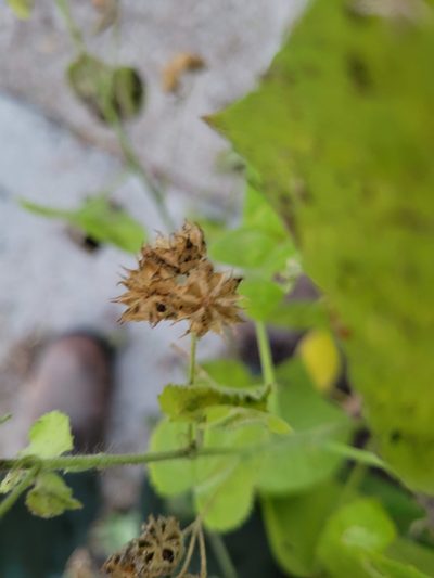 Pseudabutilon umbellatum, photographed by johnyochum