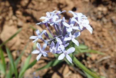 Pentanisia angustifolia, photographed by Andrew Deacon