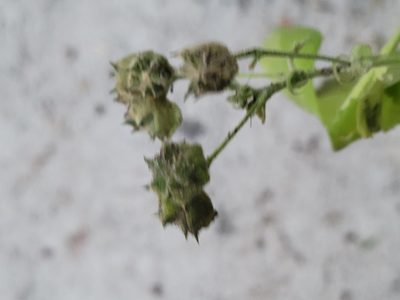 Pseudabutilon umbellatum, photographed by johnyochum